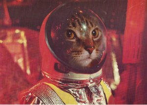 Cat in a spacesuit