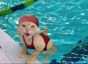 swimming_cat