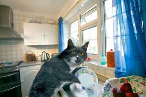 House_Cat_Washing_The_Dishes